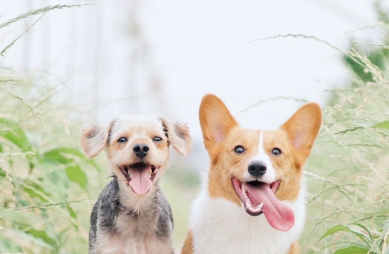 Preventing Home Dog Fights in North Miami